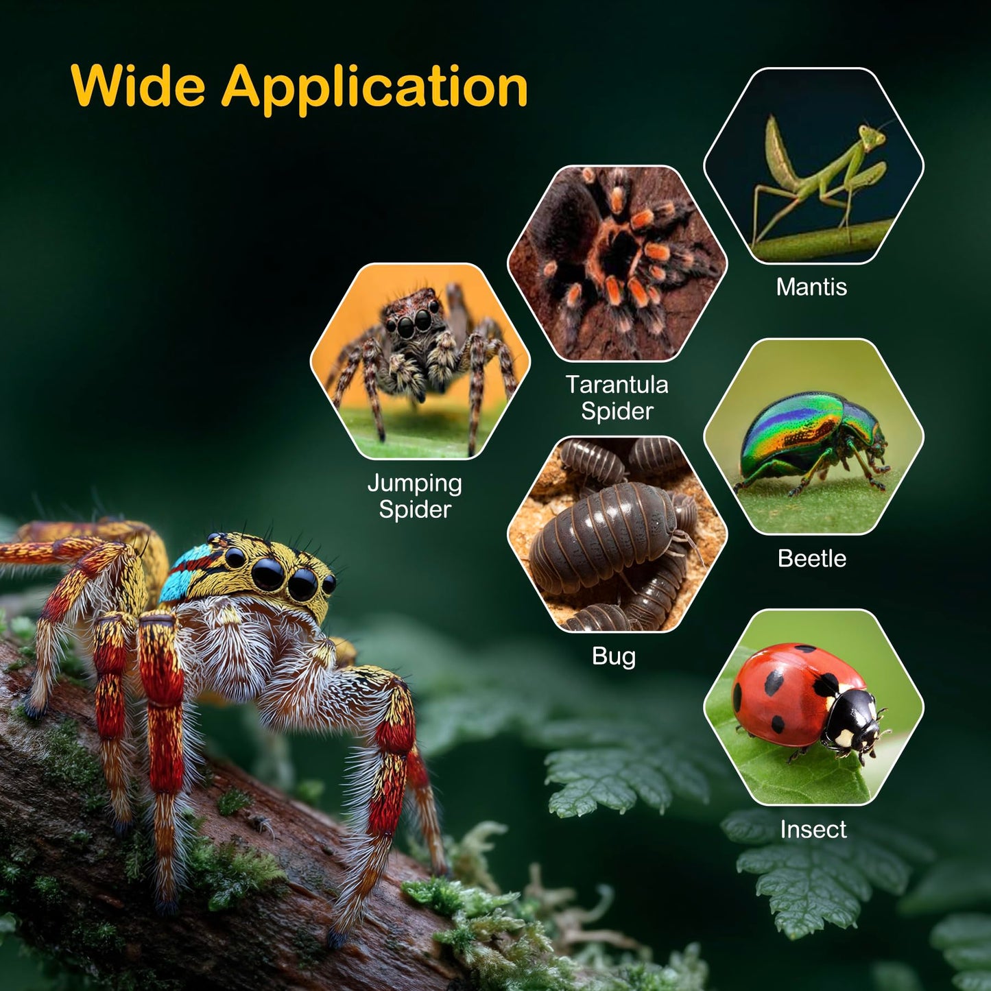 Clioran Jumping Spider Enclosure Starter Kit,Escape Proof Forest Terrarium