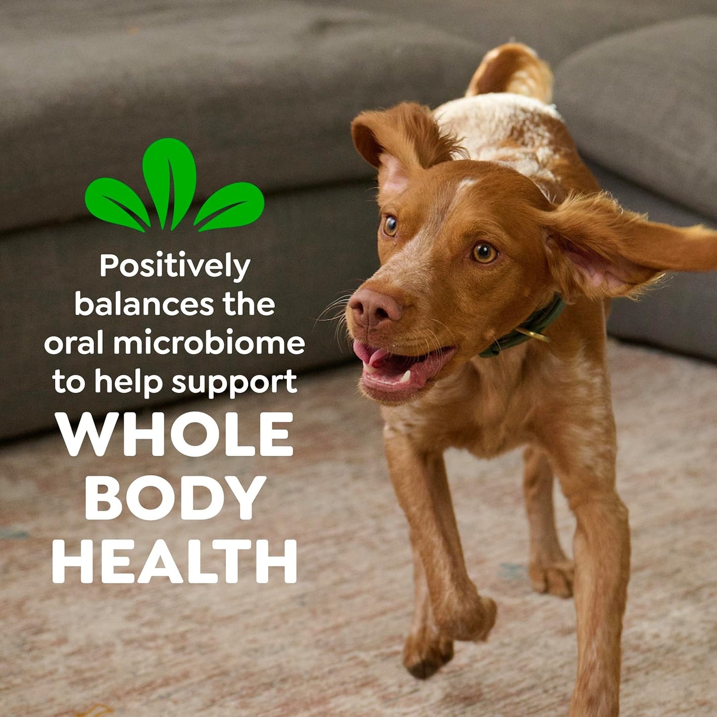 Greenies Natural Dental Dog Treats - Veterinarian-Recommended Chews | Regular Size, Original Flavor, 36 oz. Pack