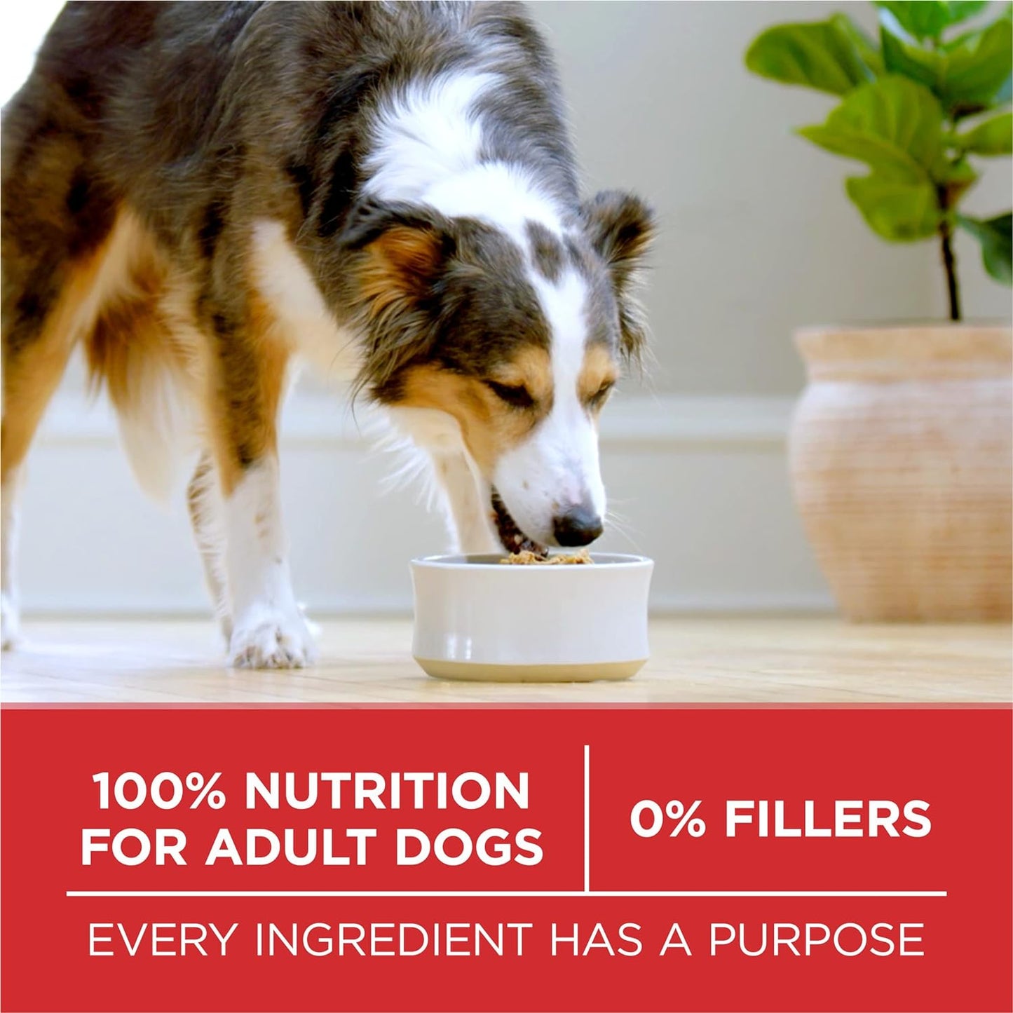 Purina ONE Dry Dog Food - Lamb & Rice Formula | 31.1 lb. Bag