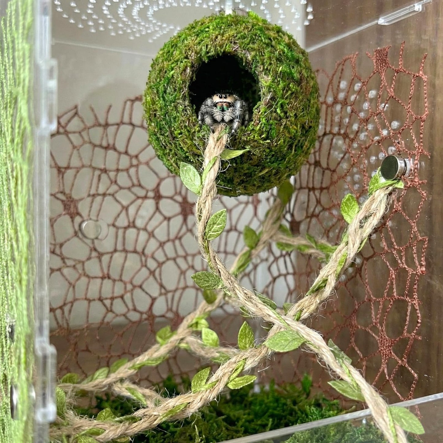 Magnetic Jumping Spider Hideout,Habitat Décor Kit - Handmade Moss Hideout with Climbing Rope,Hemp Rope Bridge,2Pcs Climbing Web& Loose Moss,Fun Enclosure Accessories for Climbing & Hiding (4.5cm)