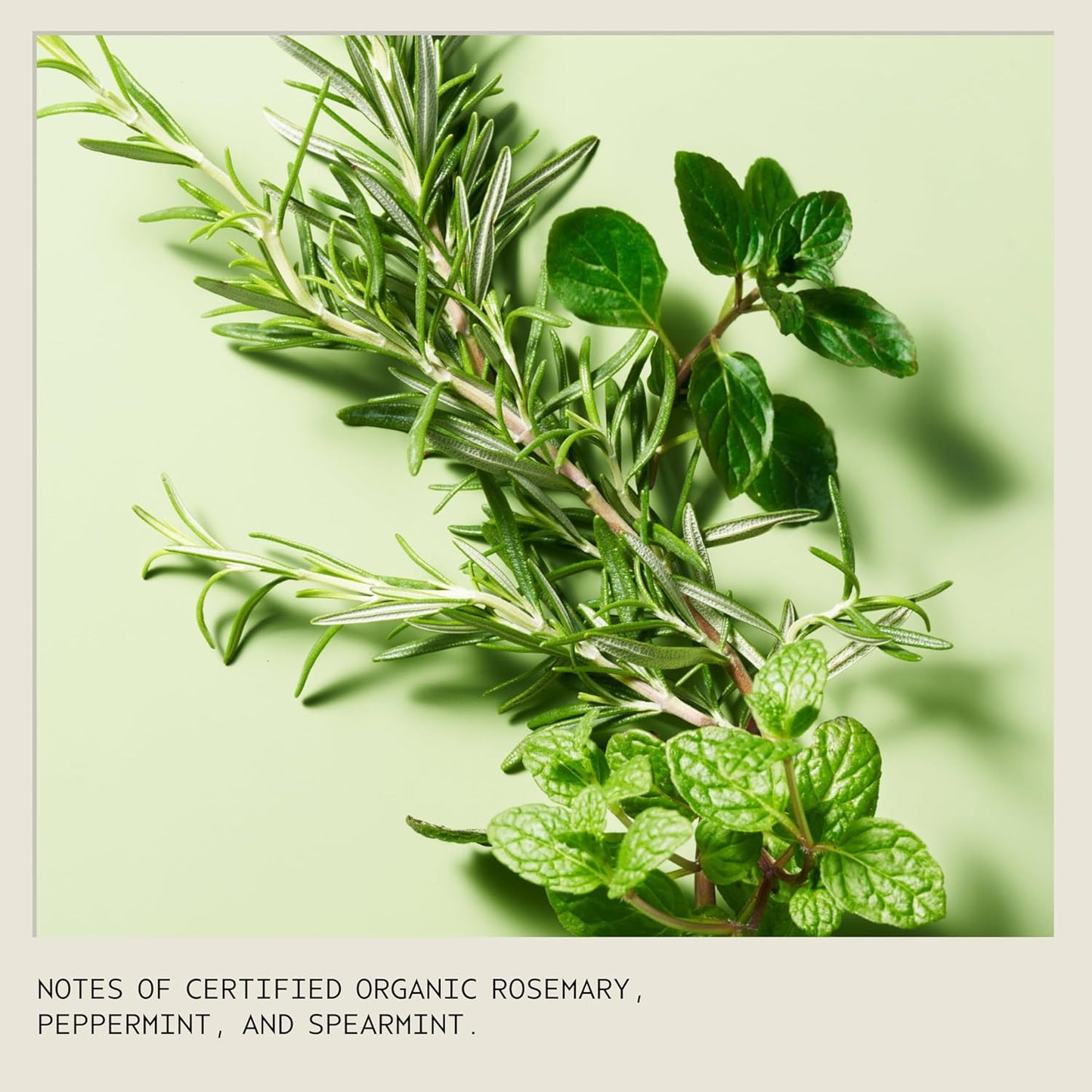 Aveda Rosemary Mint Purifying Shampoo - Clarifying Formula for Normal to Oily Hair | Adds Shine & Removes Buildup