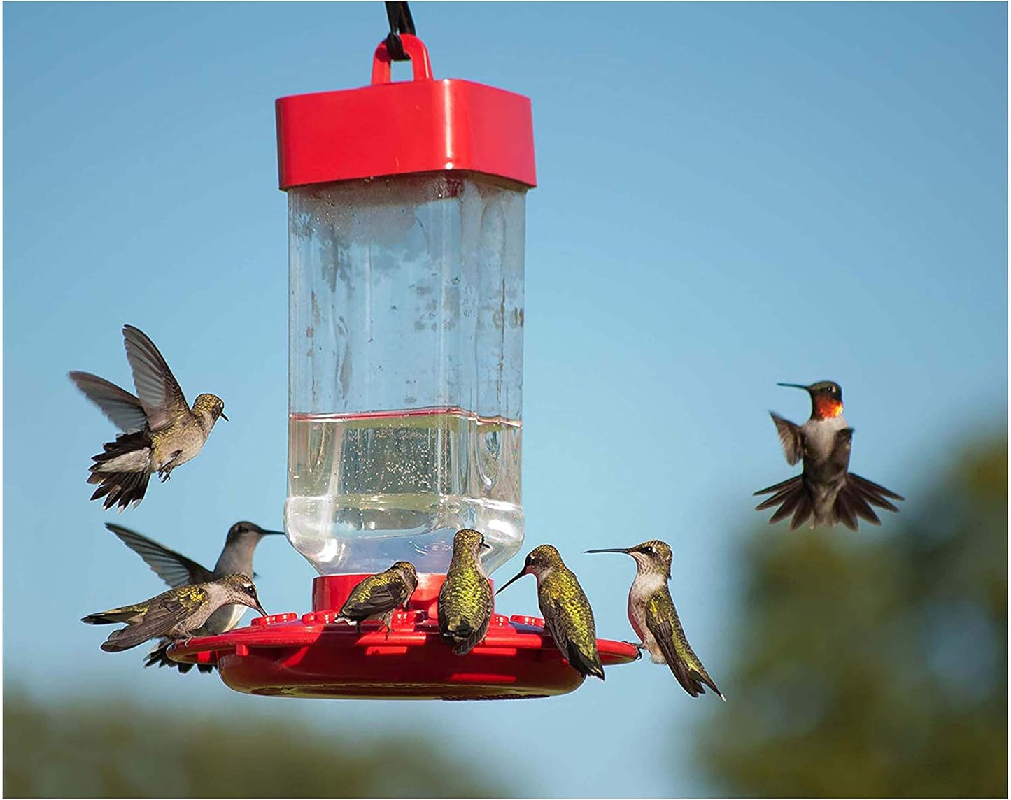 Hummingbird ElectroNectar Wild Bird Food - Ready to Use, 64 Oz | Ideal For Attracting Birds