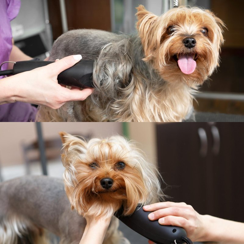 Bucchelli Detachable A Series 10 Blade Dog Grooming Cut Length 1/16" / 1.5mm Japanese Carbonized Steel Dog Grooming Blades 10 (Compatible A5 Series Clippers for Dogs Horses(B10)