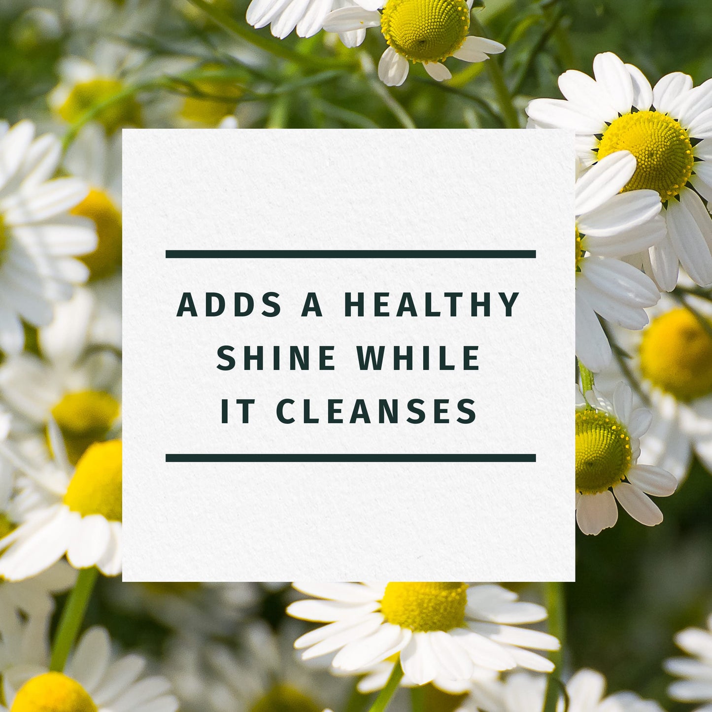 Herbal Essences Shine Collection Shampoo