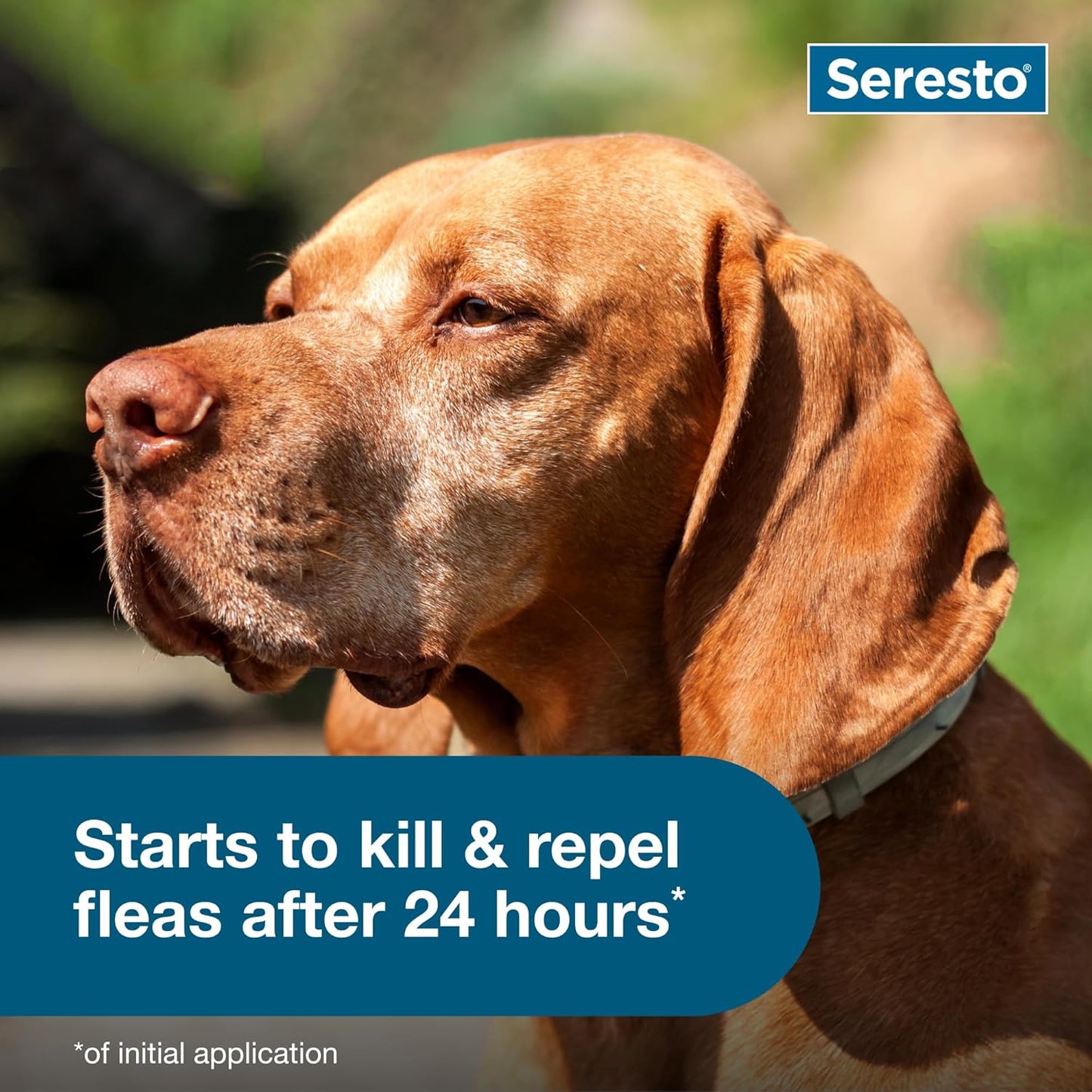 Seresto Flea & Tick Collar for Dogs Over 18 lbs - Vet-Recommended | 8-Month Treatment & Prevention