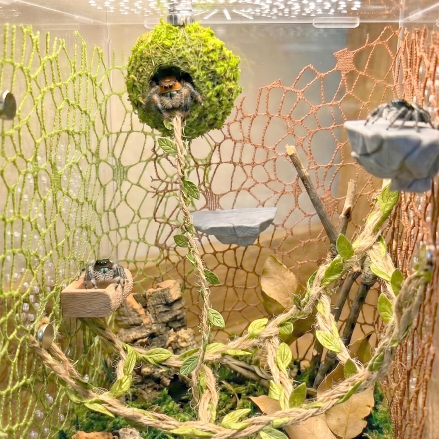 Jumping Spider Enclosure Accessories Kit - Magnetic Moss Ball Hideout, 2 Rock Ledges, Feeding Bowl, Climbing Mesh Nets & Rope Ladder - Natural Forest Habitat Decor for Regal (Moss Cave with Rope)