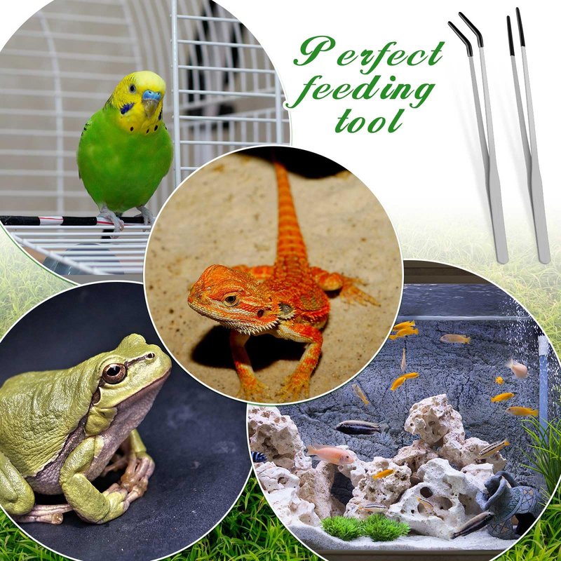 Lasnten 2 Pcs Extra Long Stainless Steel Reptile Feeding Tongs with Rubber Tip 10 Inch, 10.5 Inch Bearded Dragon Aquarium Straight and Curved Long Tweezer Terrarium Feeder Tool for Tank(Silver)