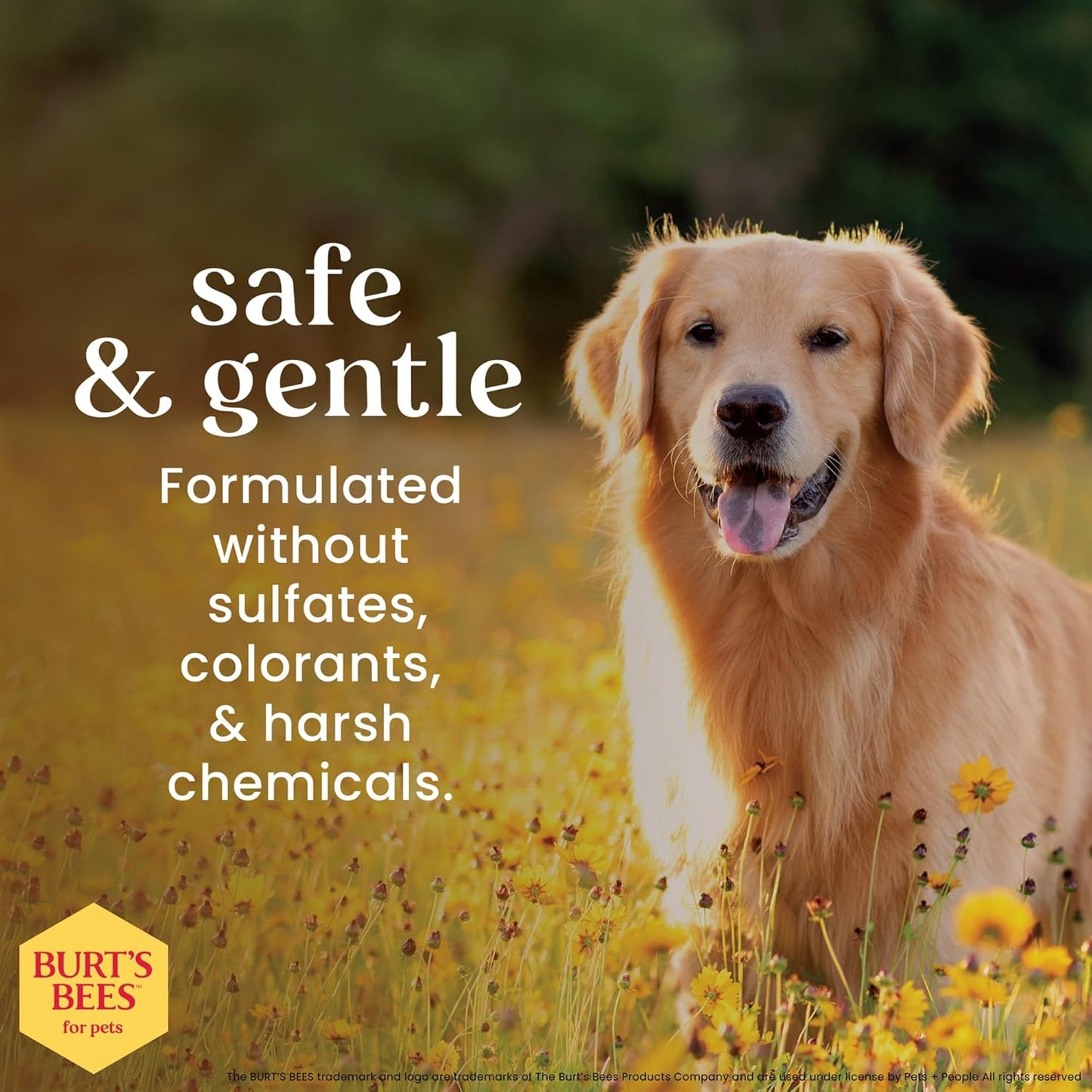 Burt's Bees Dog Detangling Spray - Natural Leave-in Coat & Deodorizing Grooming Spray | 10 Fl Oz, pH Balanced