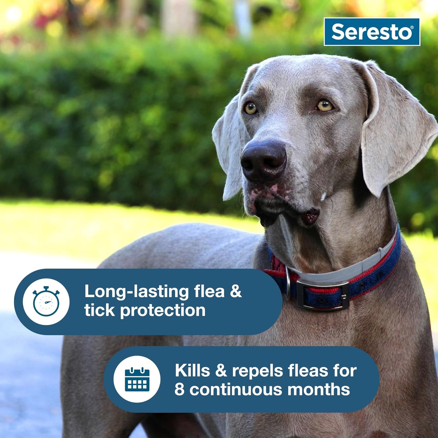 Seresto Flea & Tick Collar for Dogs Over 18 lbs - Vet-Recommended | 8-Month Treatment & Prevention