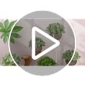 Gresorth 5-Inch Artificial Sage Potted Plant - Realistic Faux Bonsai